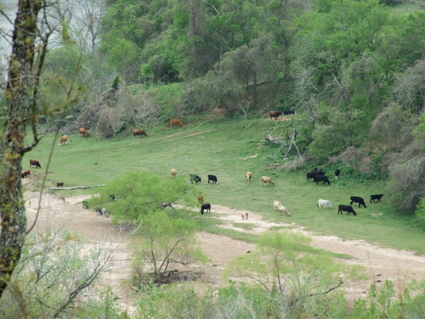 Cows down near the river.