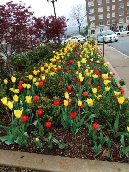 Tulips outside the Capitol.