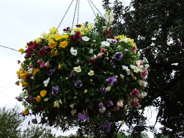 Flowers hanging in Natchitoches.