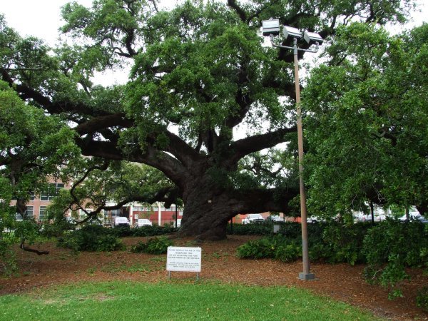 Really old, huge Live Oak tree.