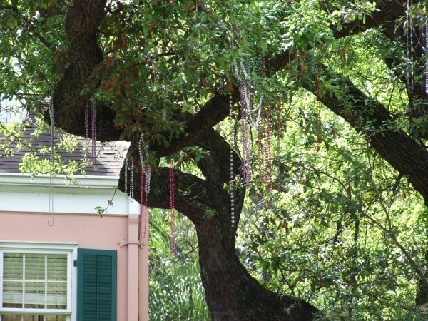 In New Orleans, even the trees have beads.