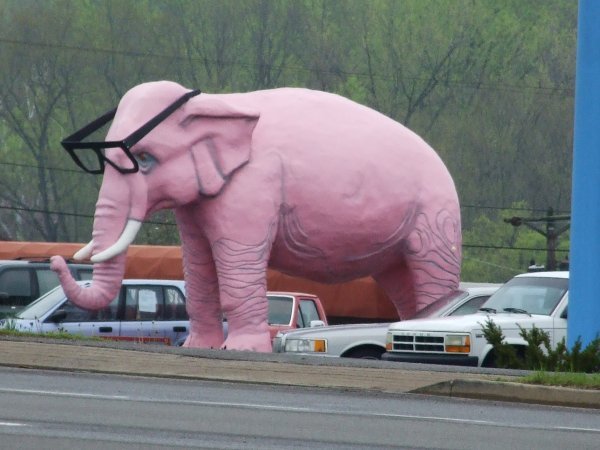 Pink Road Elephant!