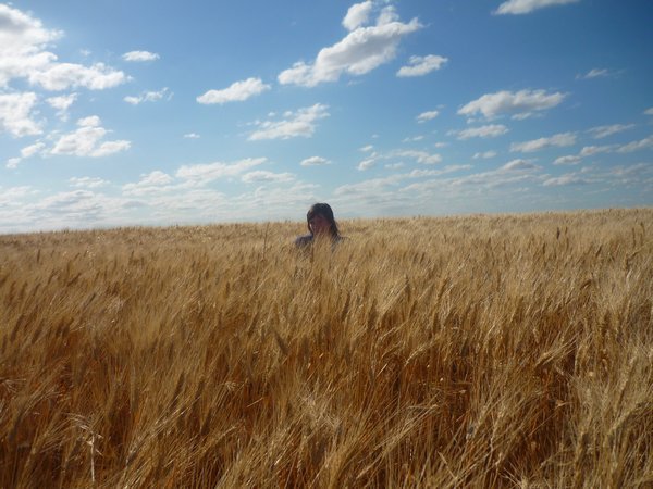 Dennie in a Wheat Field