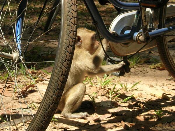 monkey's playing with Nicholes bike