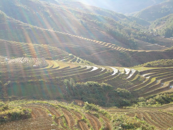 Rice paddies in Sapa.