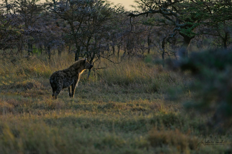 Early morning Hyena alert