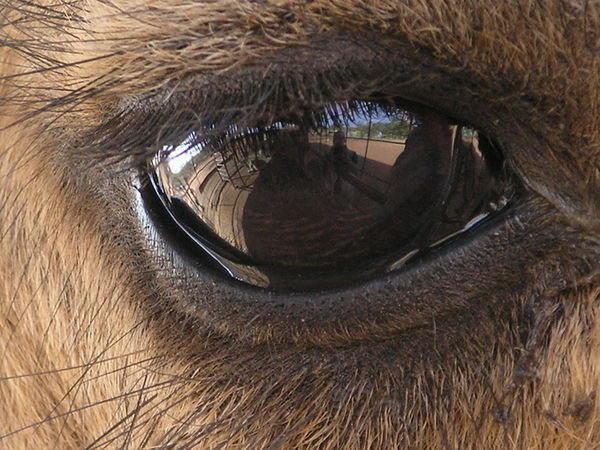 Can You see me in the Camels Eye