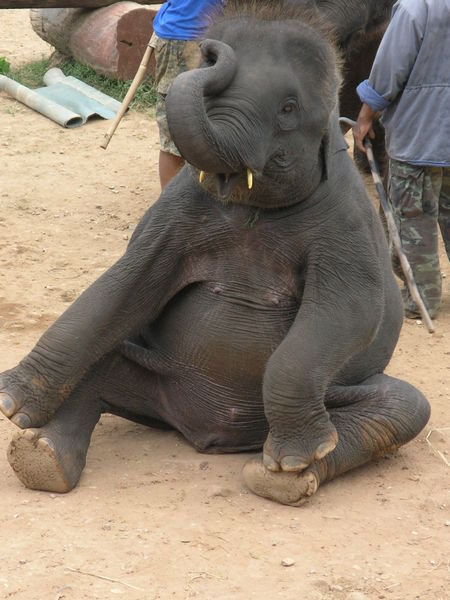 A Pooped Elephant After Taking a Crap