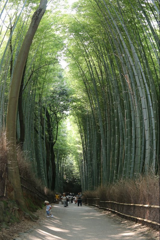 Bamboo Tunnel