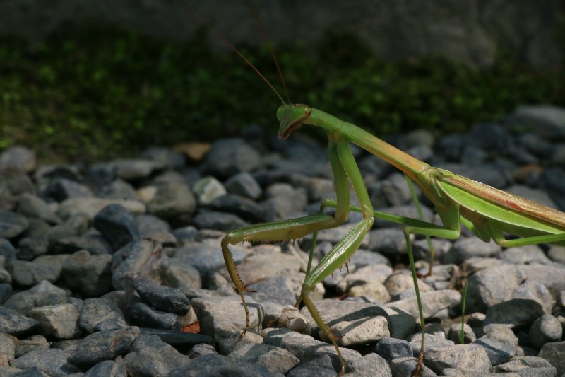Praying Mantis (Found in a Temple.Lol.)