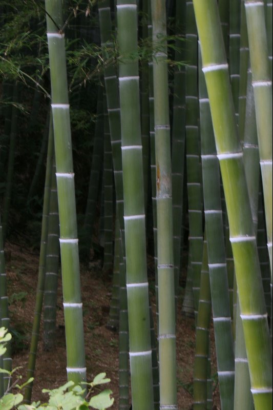Large Bamboo Stalks