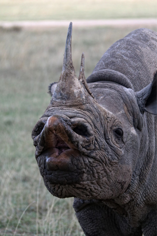 Super Best of Porini Rhino Camp 2016 (441)