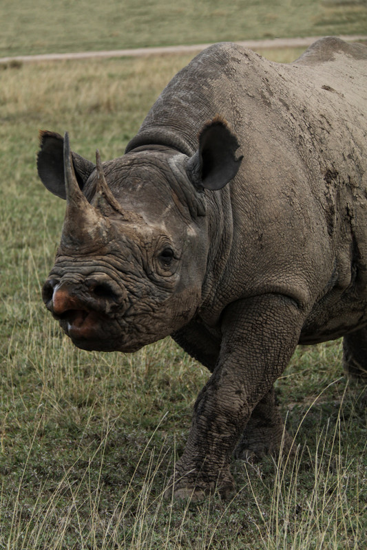 Super Best of Porini Rhino Camp 2016 (450)