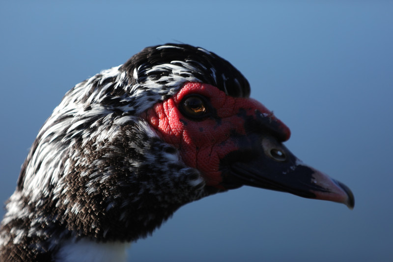 Ugly Duck, or Beautifully elegant? Eye is in the beholder.