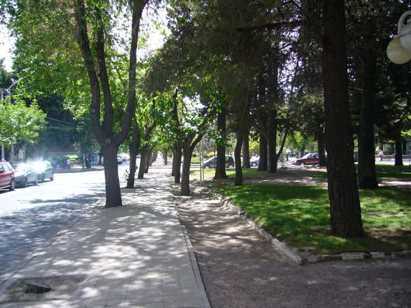Tree-lined Boulevard