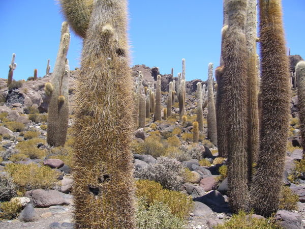 Forest of Cacti