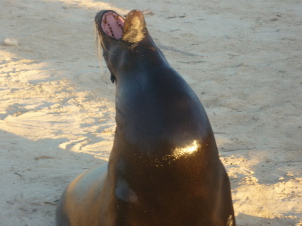 Sea Lion ..just out of the water