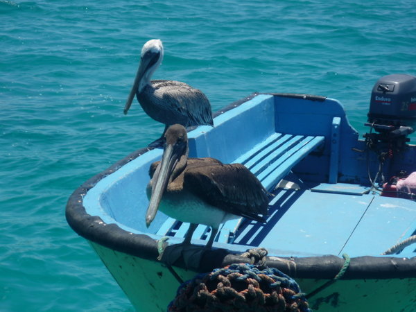Perched Pelicans 