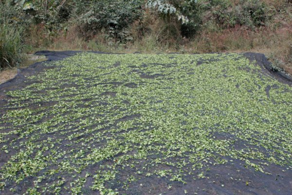Drying coca leaves