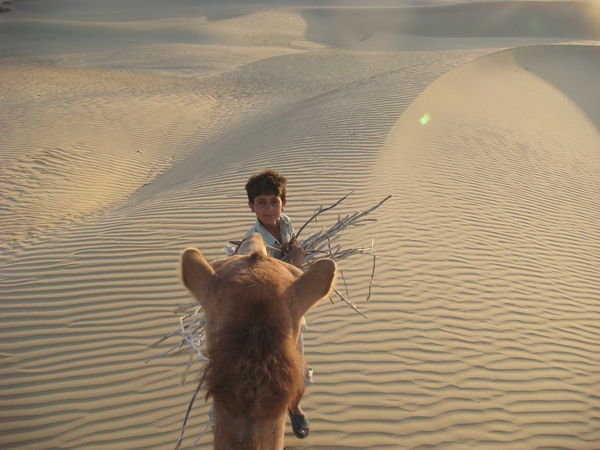 Camel safari