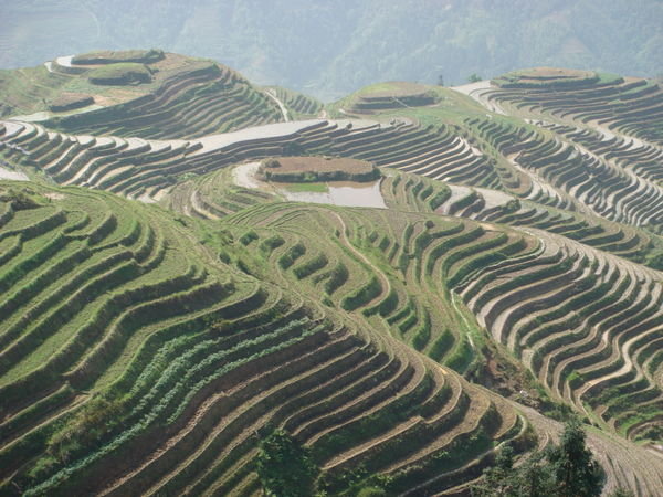 Longii rice terraces