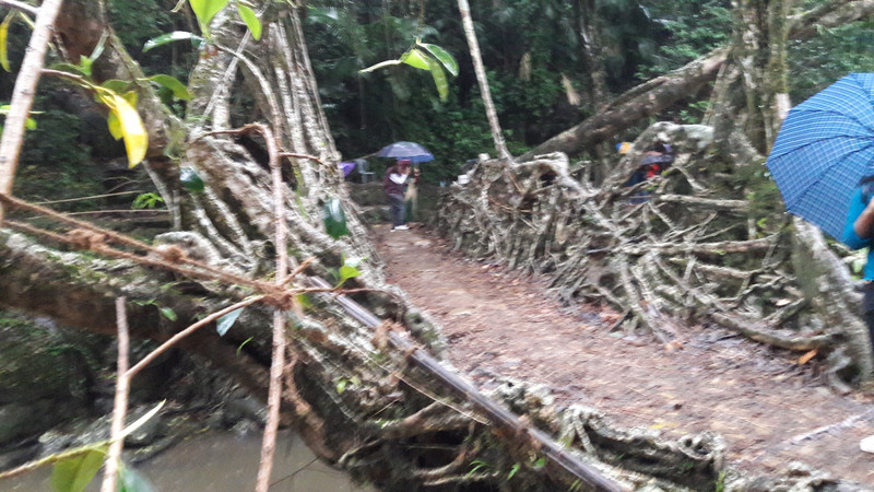 The living root bridge..Cherapunjee