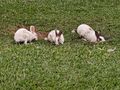 Rabbits at play