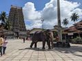 Elephant walking to the deity