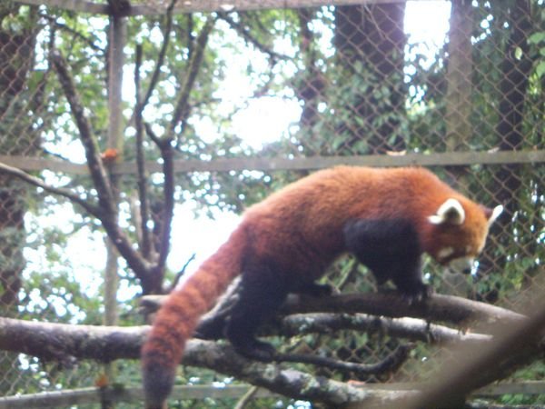 The red Panda