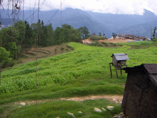 The tea gardens