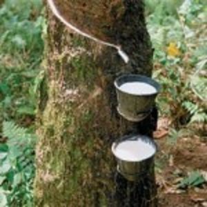 Tapping of Rubber