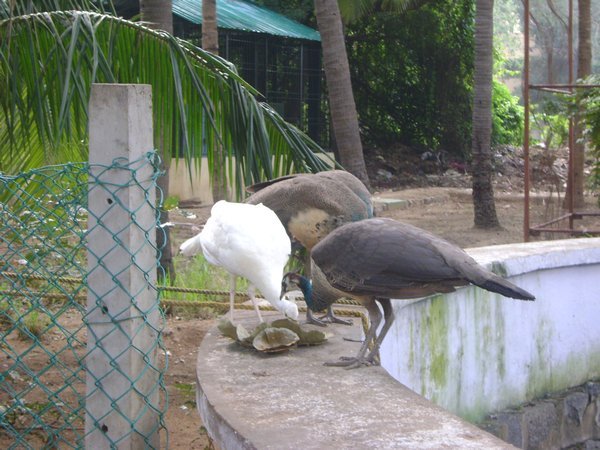 Look at the white peahen