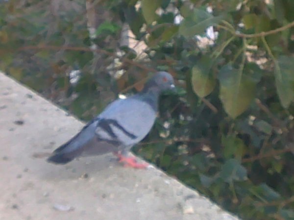 Pigeon at the hotel room window !