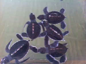 Baby turtles at Kosgoda hatchery
