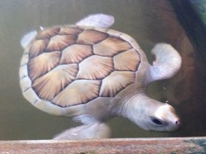 Albino Turtle at Kosgoda.