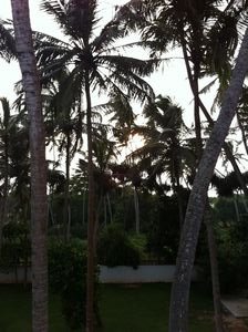 Swaying coconut trees !