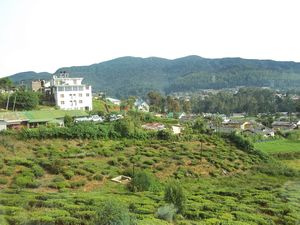 Tea gardens at Nuwara Ilia