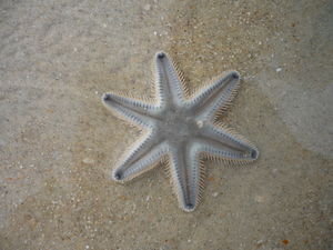 starfish!