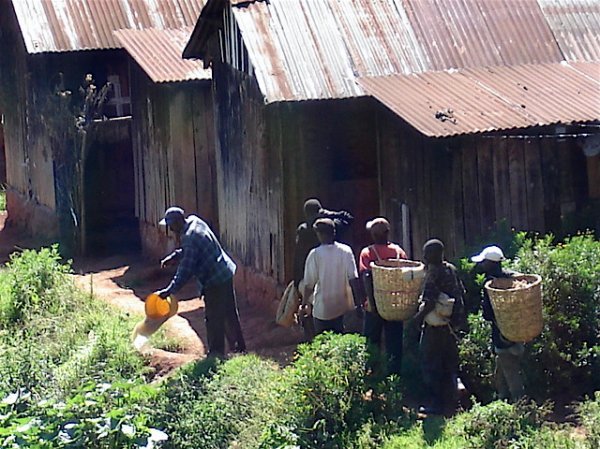 Some of the tea pickers returning to their homes at the end of the day.