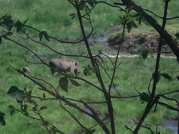 A wart hog and baby near Arusha.