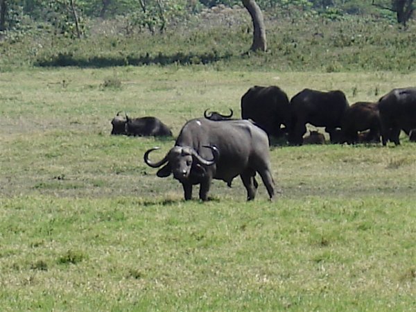 This buffalo looked decidedly mean.  Fortunately, he was quite far away.
