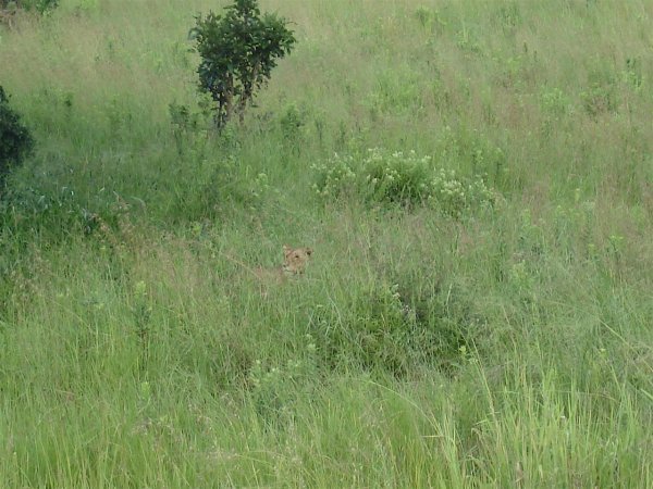 The lions were there.  They were just a little difficult to spot in the tall grass.