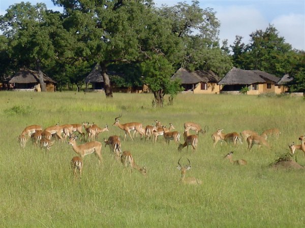 The cabins in the background were our digs at the Mikumi Wildlife Camp.