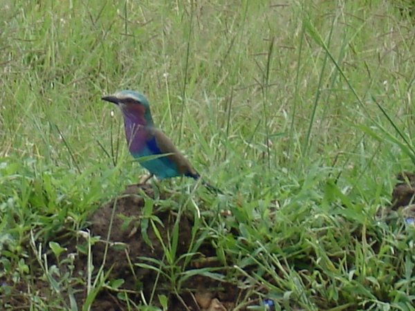 There are many beautiful birds in Tanzania.  This is a lilac breasted roller in Mikumi.