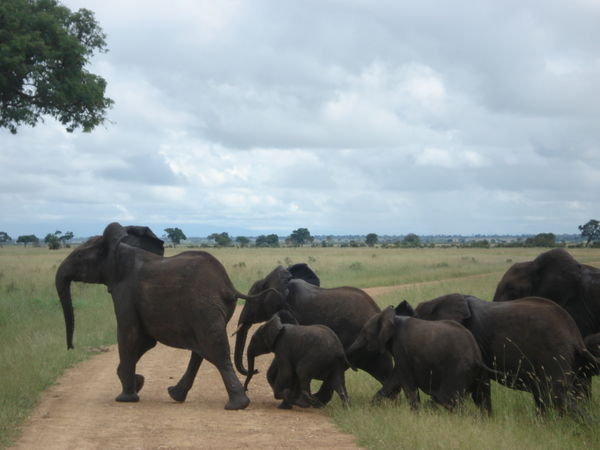 This family of elephants decided they wanted to cross the road so we decided to let them.