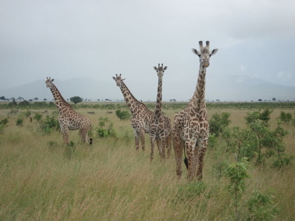 The giraffes are plentiful in Mikumi and Ruaha.