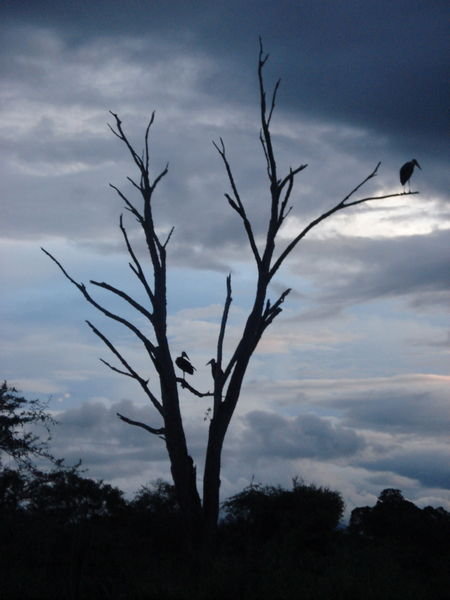 In the evening the marabou storks settled into the trees for the night.