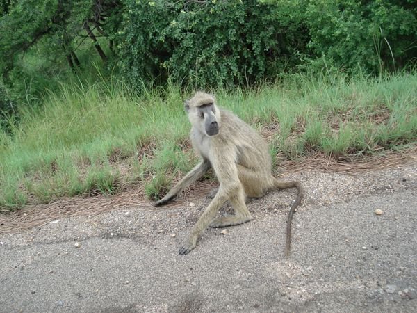 On our way home from Mikumi this baboon was sitting at the side of the road to say good-bye.