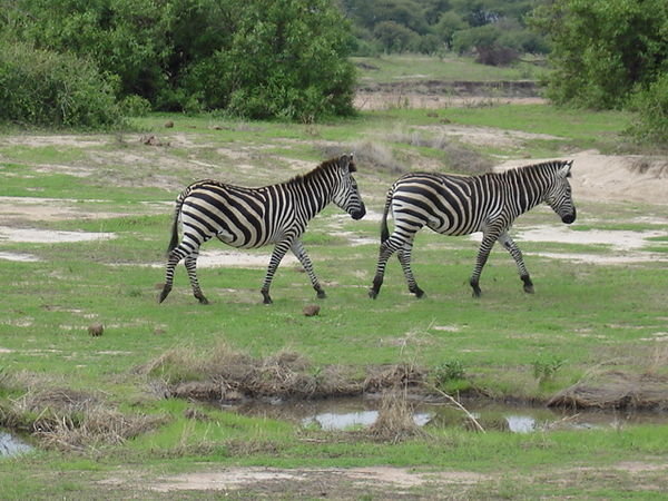 Zebras in Ruaha Park.