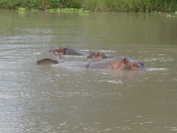 Hippos lounging around in the hippo pool at Mikumi.